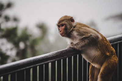 Brown monkey selective focus on photography
